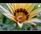 Flower and Worm.