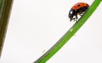 Coccinella...... Coccinella......