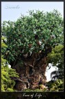Tree of Life Tree of Life