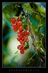 ribes ribes