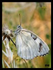 GALATEA GALATEA