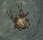 rai dala croos rai dala croos