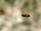 Sirfide in volo