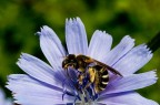 Chi vespa mangia la........cicoria Chi vespa mangia la........cicoria