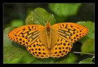 Argynnis paphia Argynnis paphia