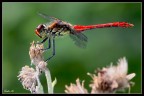 Libellula Libellula