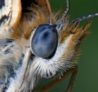 Ritratto di melitea Ritratto di melitea