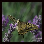 Papilio Machaon Papilio Machaon