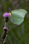 Gonepteryx rahmni