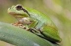 Hyla Hyla