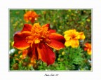 "Fiori D'arancio" "Fiori D'arancio"