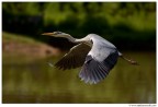 Volando