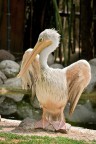 Pellicano Pellicano