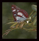 silvano azzurro silvano azzurro