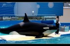 Killer whale...Lolita Killer whale...Lolita