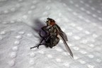 Mosca che pensa Mosca che pensa