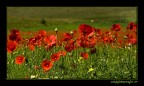 semplici papaver rhoeas semplici papaver rhoeas