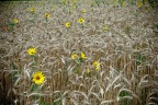 Campo di grano