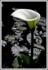 Calla. Calla.
