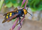 scoglia maculata
