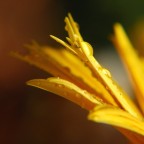 goccioline goccioline