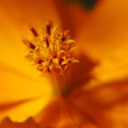 colori d'estate colori d'estate