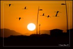 Migrazioni ... verso l'altrove ... Migrazioni ... verso l'altrove ...