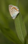 Plebejus argyrognomon Plebejus argyrognomon