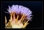 Anemone o cosa? Anemone o cosa?
