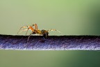 Il ragno Il ragno
