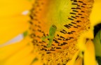 grillo su girasole grillo su girasole