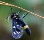 Amata phegea Amata phegea