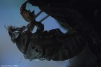 Involucro ninfale di una cicala
