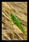 Tettigonia viridissima Tettigonia viridissima