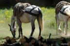 I cavalli, dopo avere scaricato il loro peso di tronchi di faggio, si riposano, in attesa di effettuare un nuovo carico.