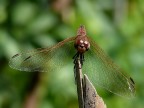 Libellula Cockerata Libellula Cockerata