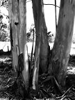 Foto a colori, modificata in b&w mediante The Gimp, filtrata mediante Neat Image