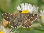 pyrgus fritillarius
