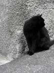 il paese dei gatti il paese dei gatti