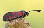Zygaena carniolica Zygaena carniolica