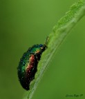 L'arcobaleno