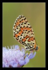 Melitaea didyma Melitaea didyma