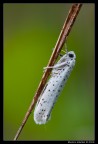 Yponomeuta malinellus in umido...