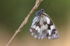 C & c sono graditi, ciao, Elio.
Canon 1 Ds MkIII - Canon 180mm - Iso 100 - f 14 - 1/6s - tripoide - scato remoto - blocco dell specchio - flash di schiarita
Versione a 2200 px:
http://img11.imageshack.us/img11/8367/melanargiagalathea2200.jpg