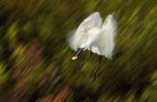 Panning di spatola in atterraggio.

300mm; f14; 1/40sec.