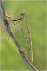 Empusa Empusa