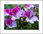 Les Fleurs 3