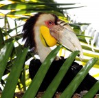 ...Tucano in posa... ...Tucano in posa...