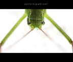 perchè mi guardi così? perchè mi guardi così?