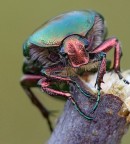 Maggiolino metallico Maggiolino metallico